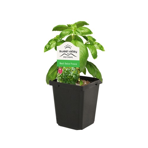 Sweet Valley Herbs 3.5-Inch 