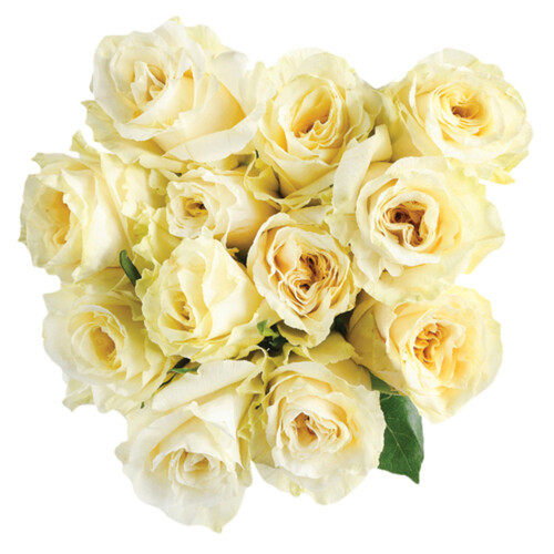 Rose White 1 Dozen 