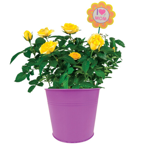 Mini Rose Upgrade 6-Inch 