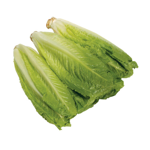 Romaine Hearts lettuce 6 un