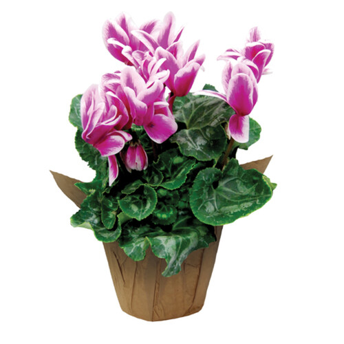 Potted Cyclamen 6-Inch 