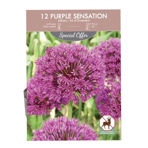 Purple Sensation Allium Volume Pack 