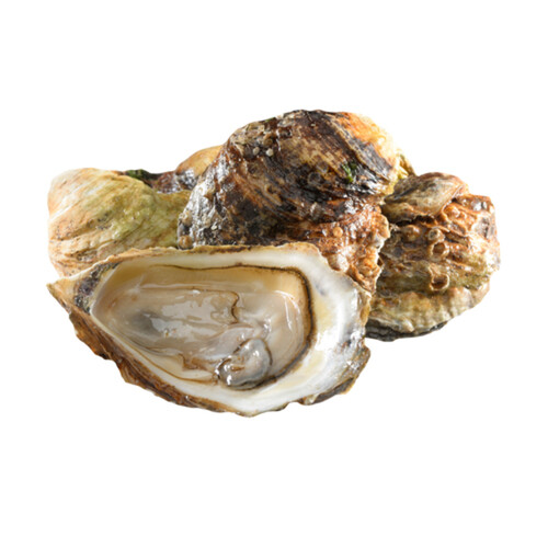 Fresh Oysters Premium Choice 12 Count