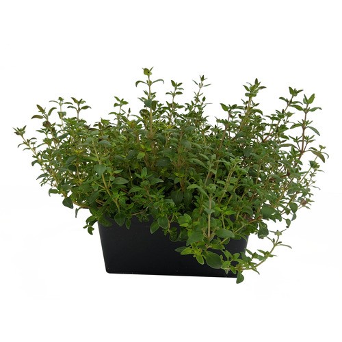 Slegers Organic Thyme 500 g