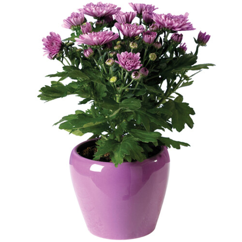 Pot Mums Upgrade 4.5-Inch 1 Count