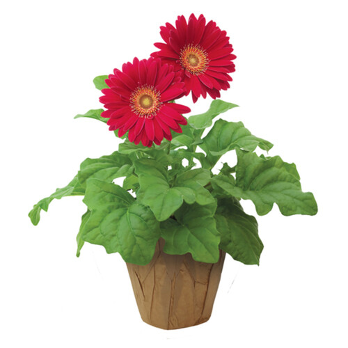 Gerberas 4.5-Inch 