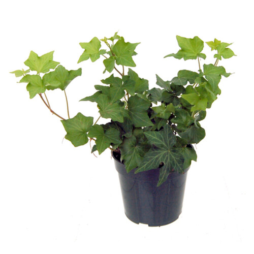 English Ivy Plant 4-Inch