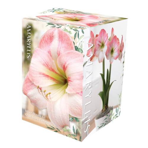 VBotanica Amaryllis Kit Pink/White