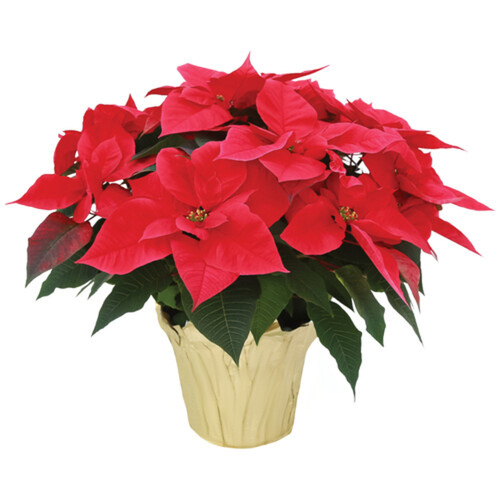 Poinsettia Potted Novelty 7 Inch 1 EA