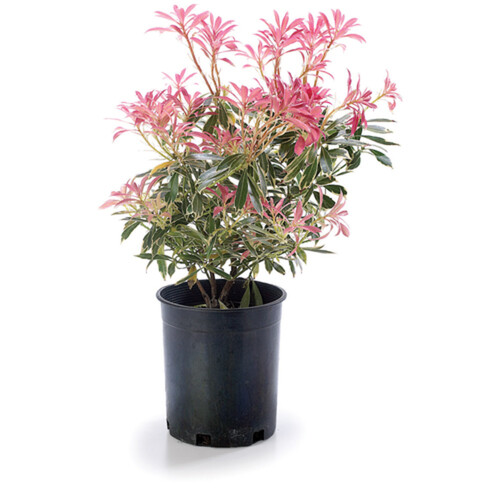 Perennial Pieris Forest Flame 1-Gallon Pot