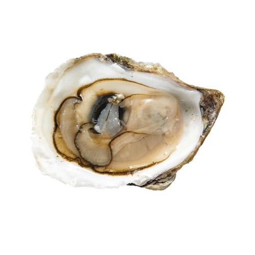 Ocean Wise Oysters Lucky Lime In Shell 1 Count