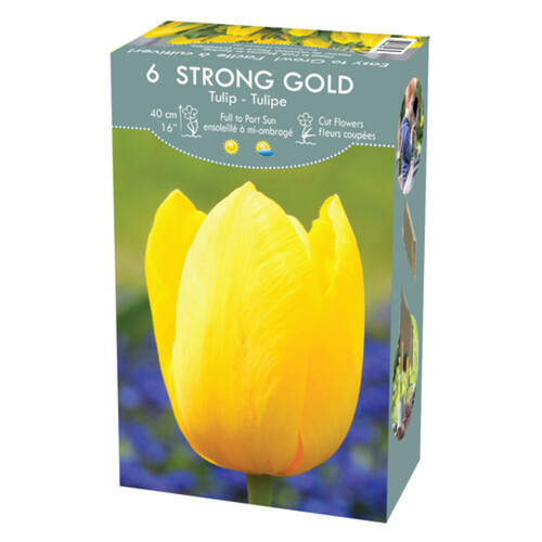 VPop Up Box Tulip Strong Gold 