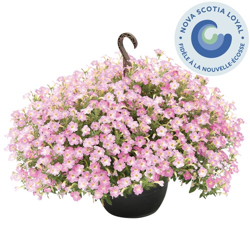 Outdoor Hanging Basket 13-Inch