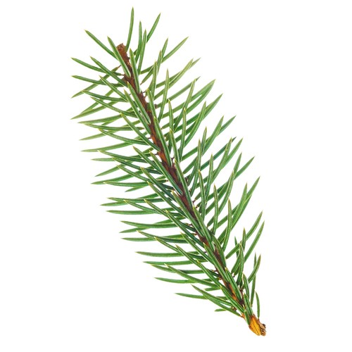 Léo Désilets Balsam Fir Gum Anti-Cold Capsules 45 Count