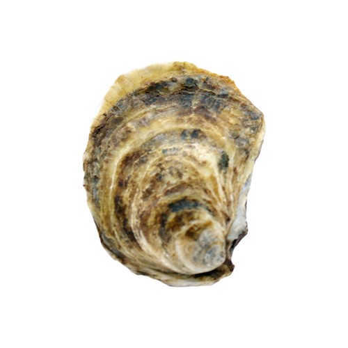 Ocean Wise Oysters Lucky Lime In Shell 1 Count