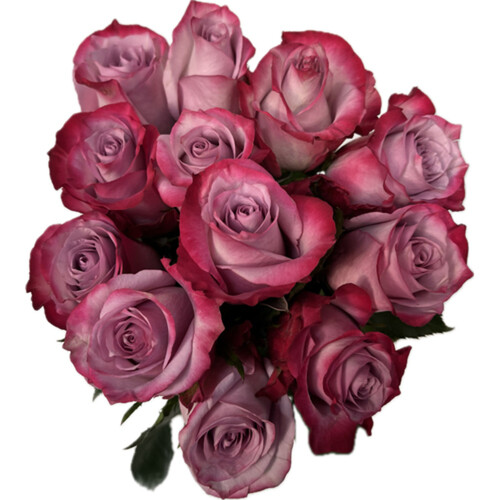 Rose Purple 1 Dozen 