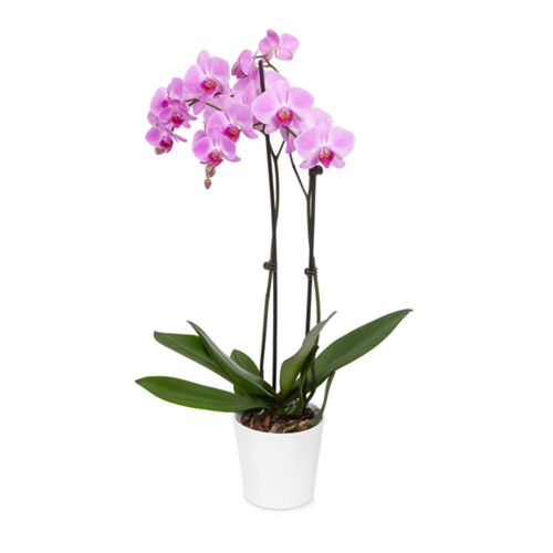 Double Orchid In Upgrade 5-Inch