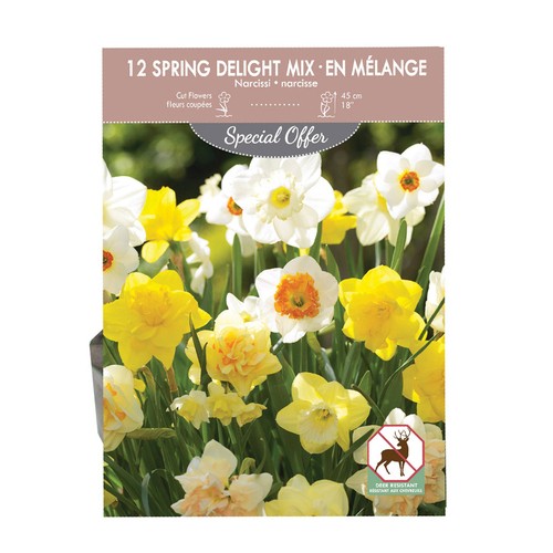 Spring Mix Narcissus Volume Pack 