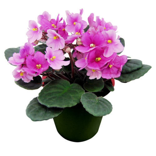 African Violet Pot 4-Inch 