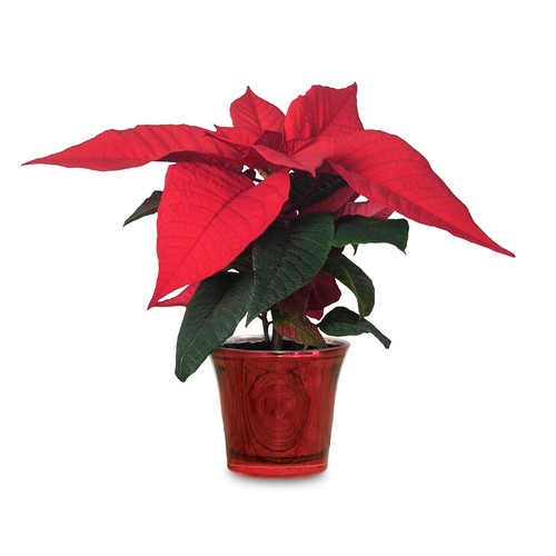 Poinsettia Mini Upgrade