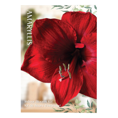 VBotanica Amaryllis Kit Red