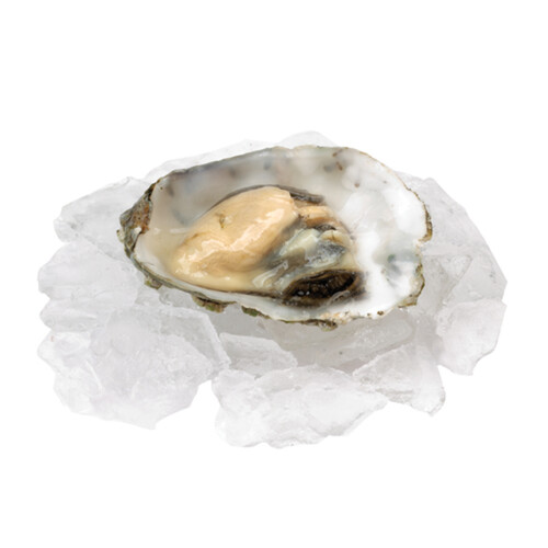 Premium Choice Fresh Oysters