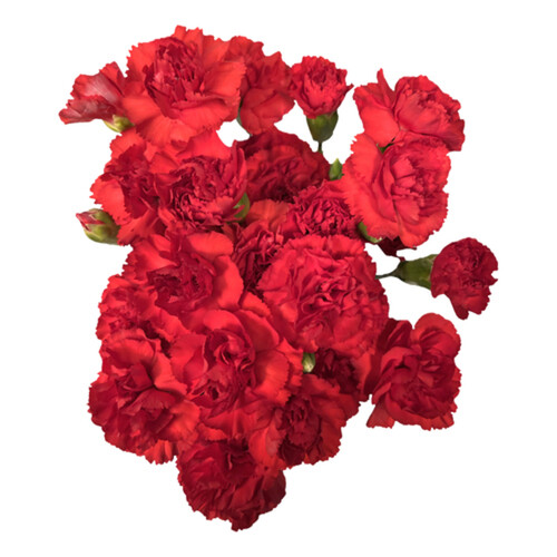 Carnations Flowers Mini 