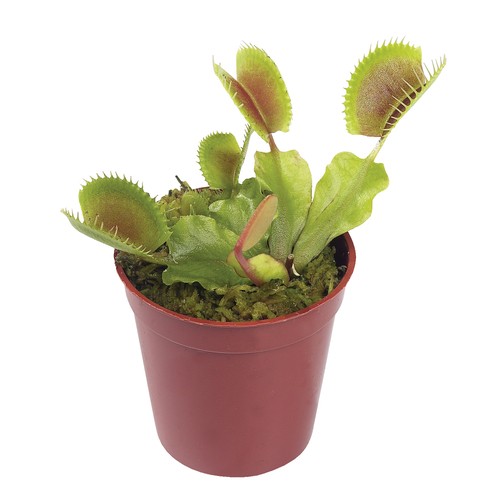 Venus Fly Trap Pot 2.5 Inches 1 count