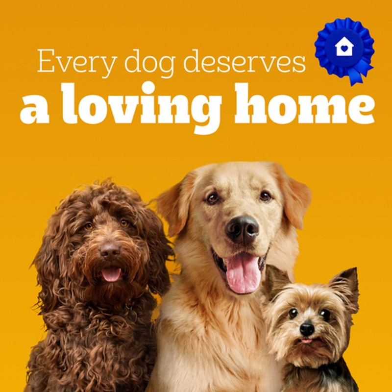 Pedigree Small Dog+ Dry Dog Food High Protein Chicken & Vegetable 2 kg ...