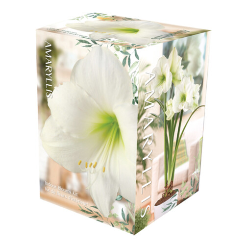 VBotanica Amaryllis Kit White