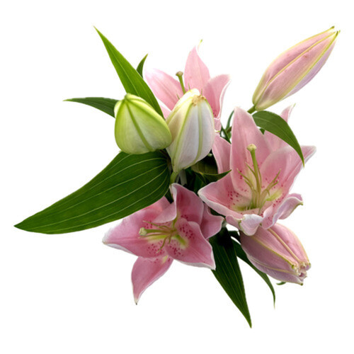 Oriental Lilies 1 Bunch