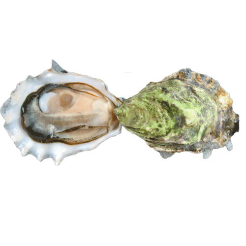 OW In The Shell Fanny Bay Oysters