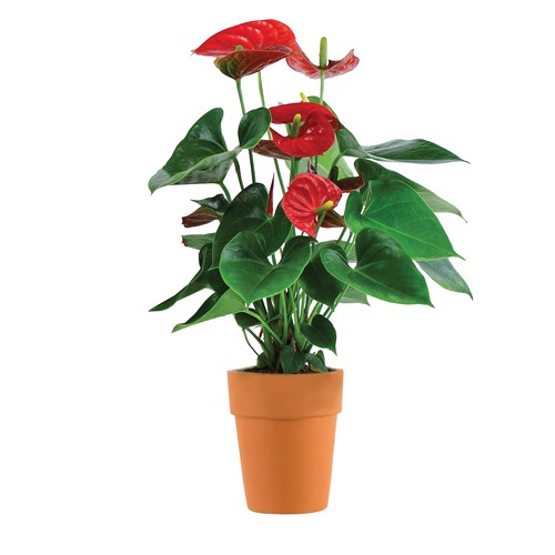 Anthurium 5 Inch Pot 1 Count