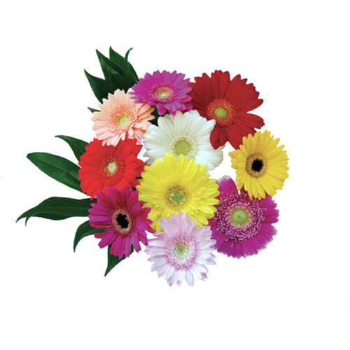 Flower Bouquet Rainbow Mini Gerbera