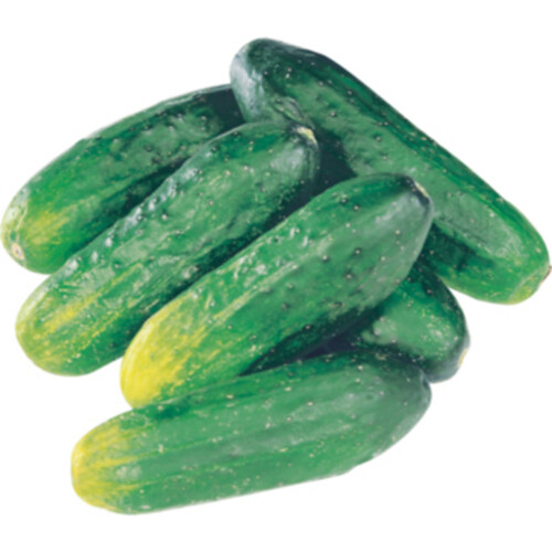 Pickling Cucumbers