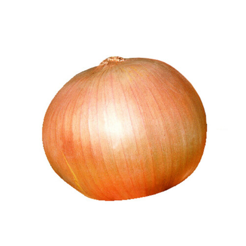 Onion Spanish Large 1 Count