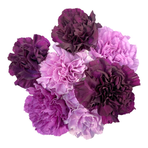 Carnations Rainbow Moon 