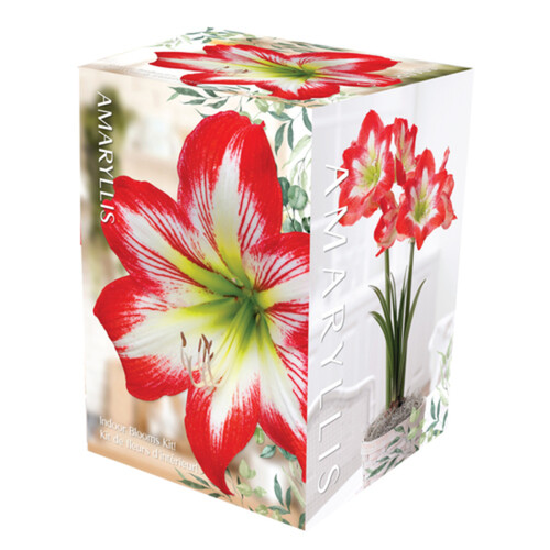 VBotanica Amaryllis Kit Red/White