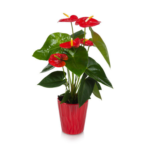 Anthurium In Ceramic 5-Inch 