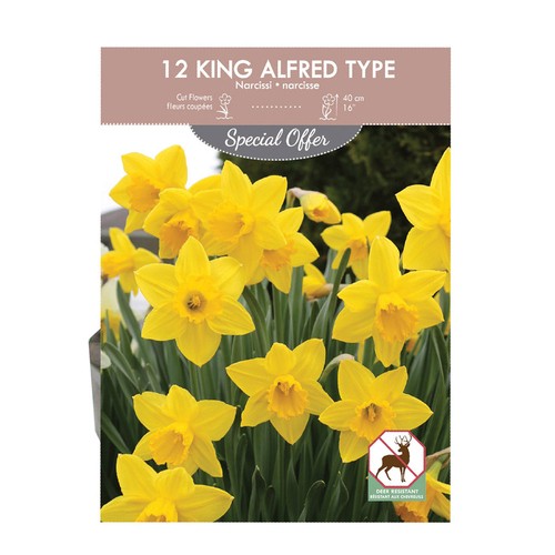 King Alfred Type Narcissus Volume Pack 