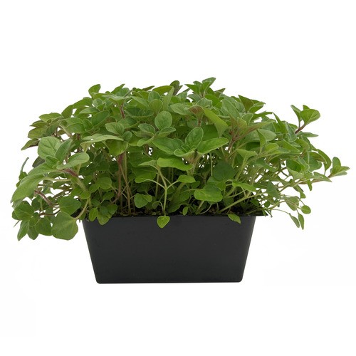 Slegers Organic Oregano 500 g