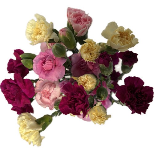 Mini Carnation Rainbow Mix And Match 