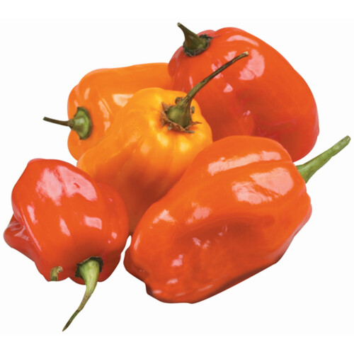 Hot Scotch Bonnet Pepper