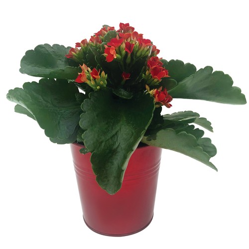 Metal Kalanchoe In Pumpkin Pot 4-Inch 