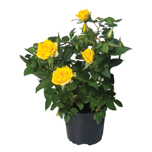 Garden Rose 4-Inch 