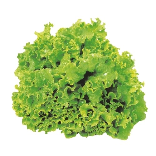Lettuce Organic Green Leaf 