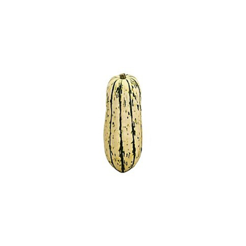 Organic Squash Delicata 1 Count