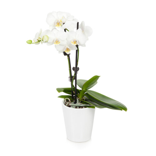 Phalaenopsis Orchid In Ceramic Planter 5-Inch 1 EA 