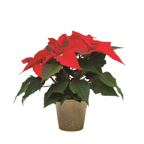 Poinsettia Potted 4 Inch 1 EA