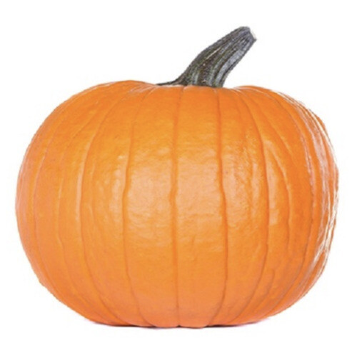 Carving Pumpkin 1 Count